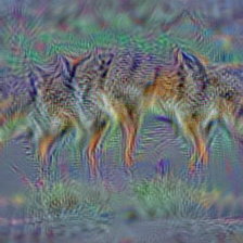 n02114712 red wolf, maned wolf, Canis rufus, Canis niger